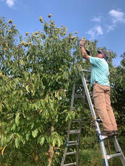 Harvesting chestnuts
