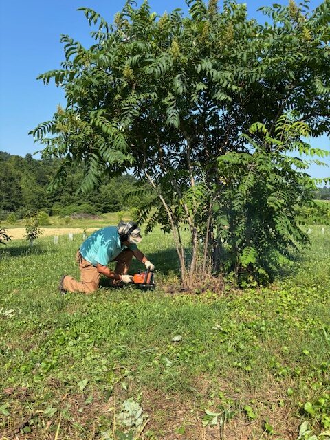 Morgan County Tree Nursery Ken Darnell cutting out Sumac Sprouts