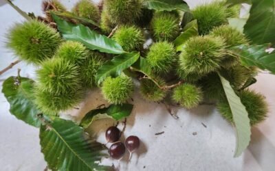 Chestnut Harvest at the Pryor Farm, Edneyville, NC, September 27, 2025