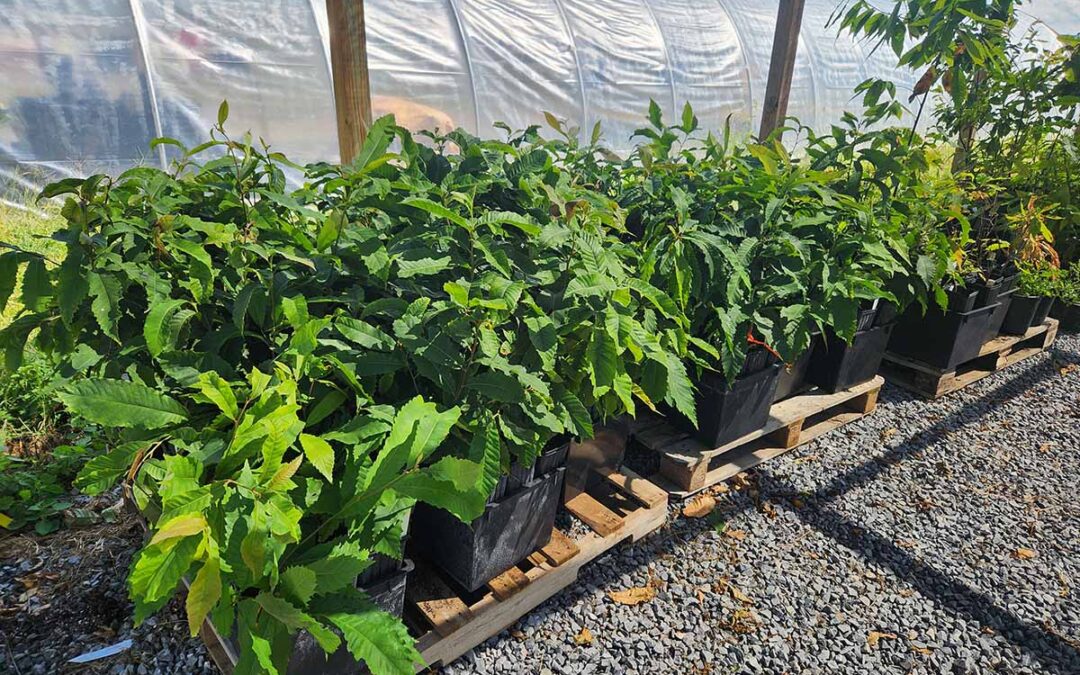 Planting in Sedalia VA