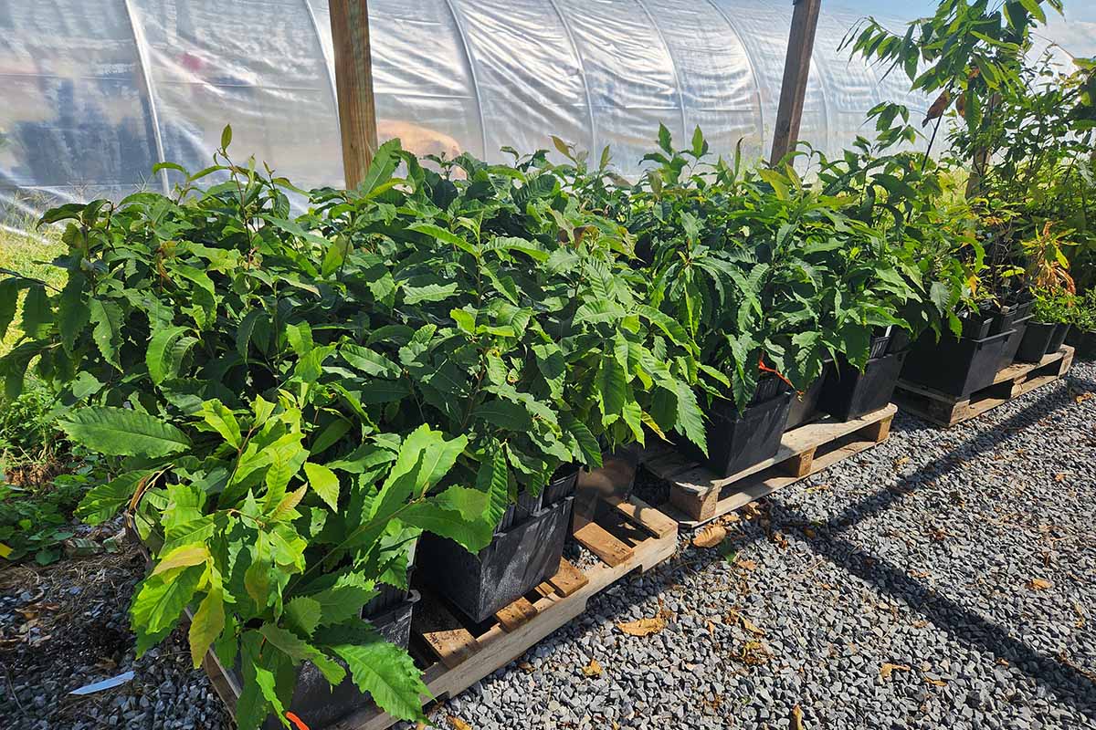 American chestnut seedlings in VA