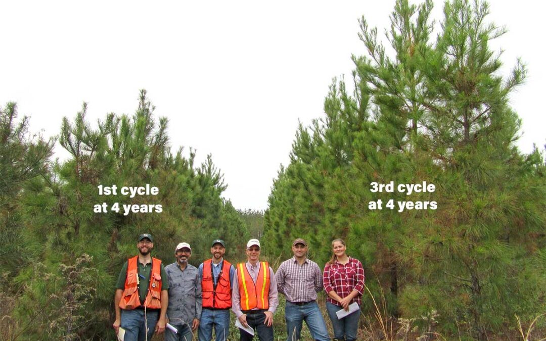 Chestnut Chat: Breeding Disease Resistance in Loblolly Pine and Prospects for American Chestnut