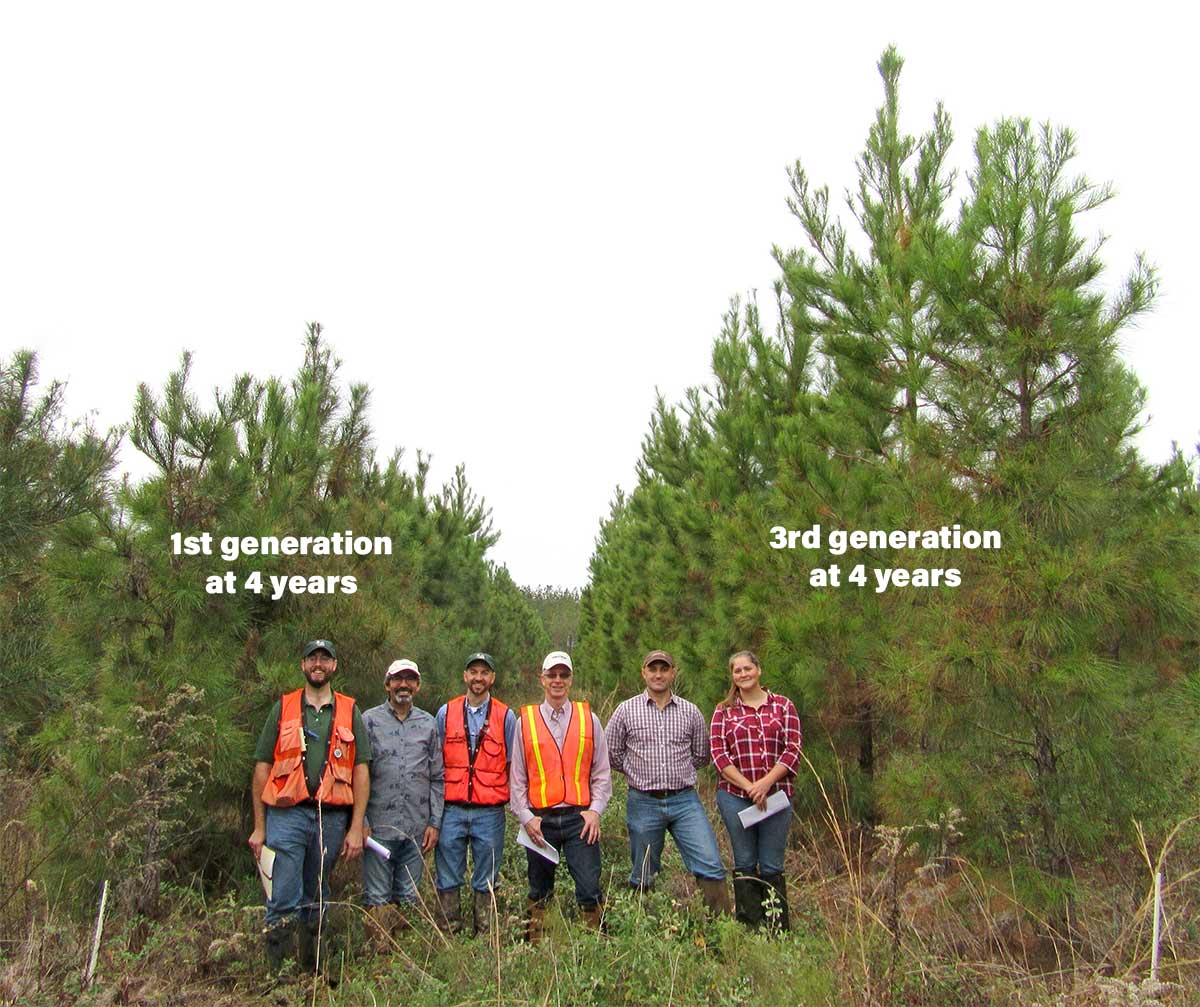 Third cycle family vs first-generation family at age four years demonstrating improvements for growth in loblolly pine