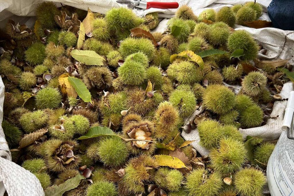 harvested chestnut burs