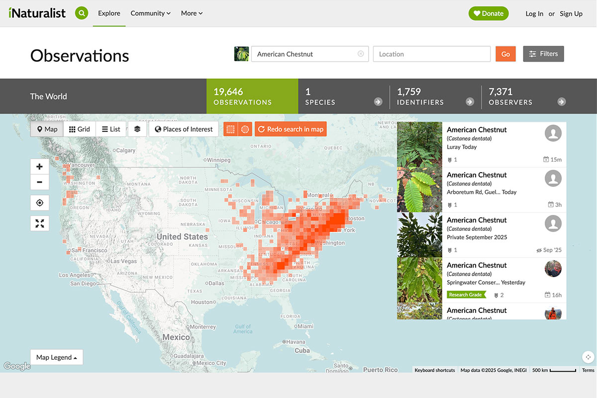 Screenshot of American chestnut observations on iNaturalist app