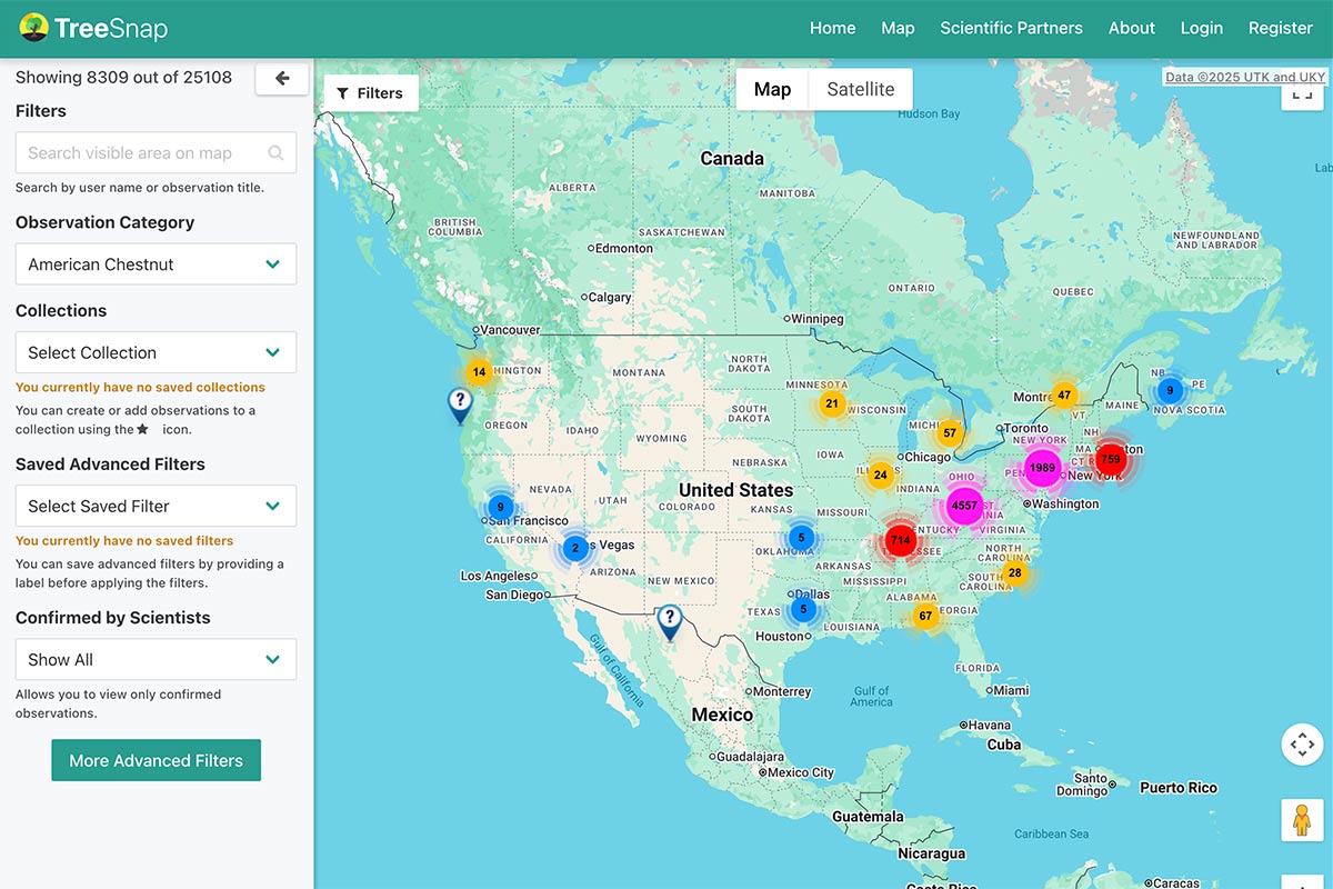 Screenshot of American chestnut observations on the application TreeSnap