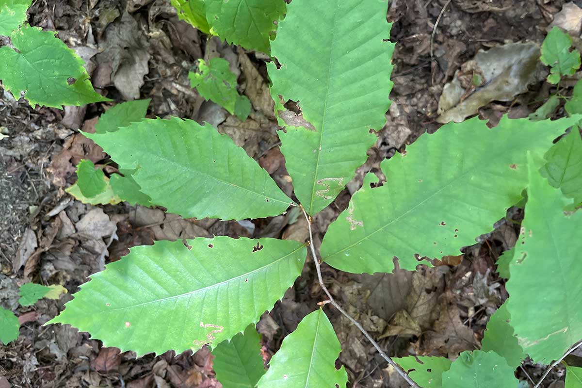 wild American chestnut growing in Asheville, NC