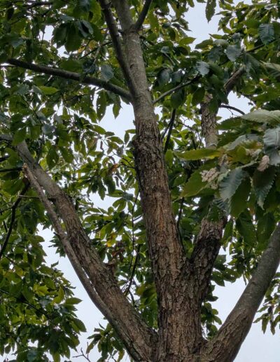 MD-11-359 Stem with blight