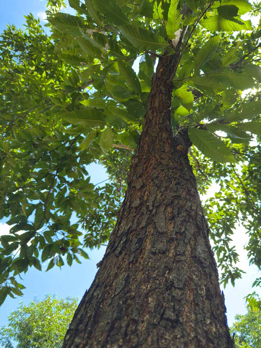 Canopy MD-11-359 canopy