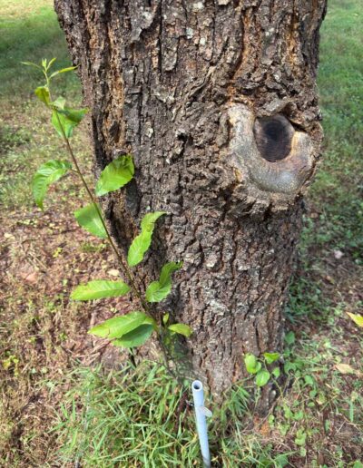 MD-11-86 Trunk Blight