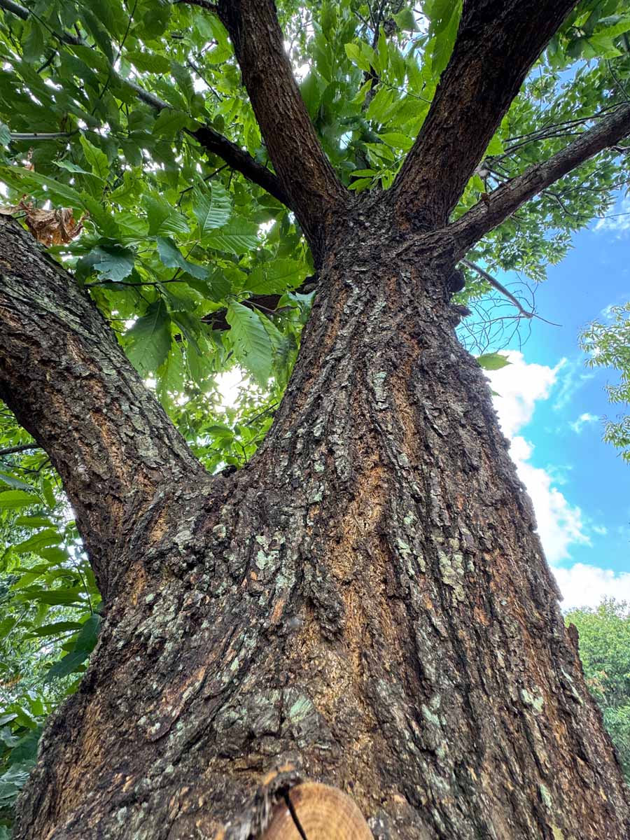 Canopy MD-11-86 Canopy