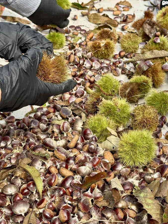 Hands-on demonstration of shucking chestnuts from burs.