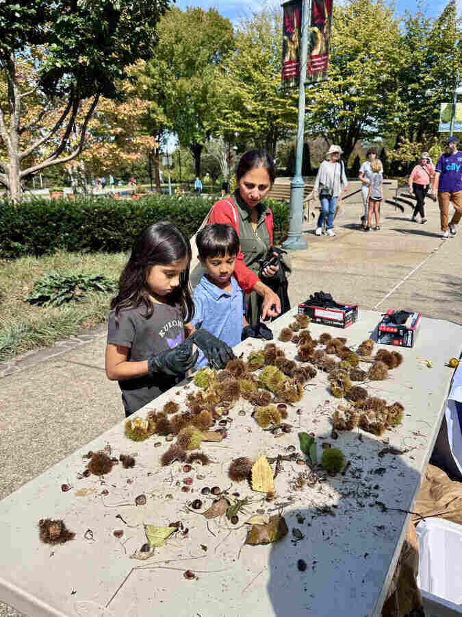Visitors getting experience shucking chestnuts out of spiny burs, with double gloves.
