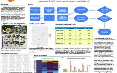 Identification of rooting genes using bioinformatics tools
