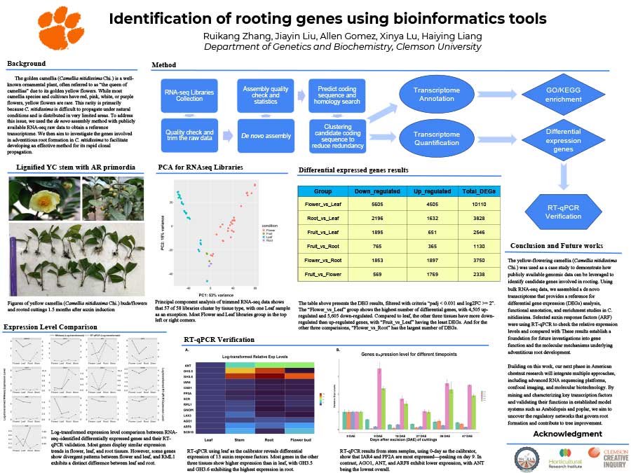 Identification of rooting genes using bioinformatics tools Featured Image