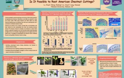 Is It Possible to Root American Chestnut Cuttings