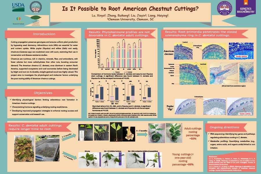 Is It Possible to Root American Chestnut Cuttings Featured Image