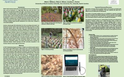 Investigating the development and mycorrhizal communities of American, Chinese, and hybrid chestnut seedlings