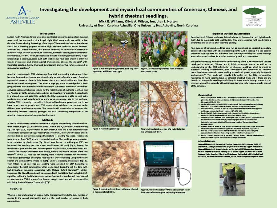 Investigating the development and mycorrhizal communities of American, Chinese, and hybrid chestnut seedlings Featured Image