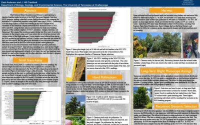 Breeding for Chestnut Blight Resistance at UTC: Small Stem Assays are essential to the Recurrent Genomic Selection program of The American Chestnut Foundation