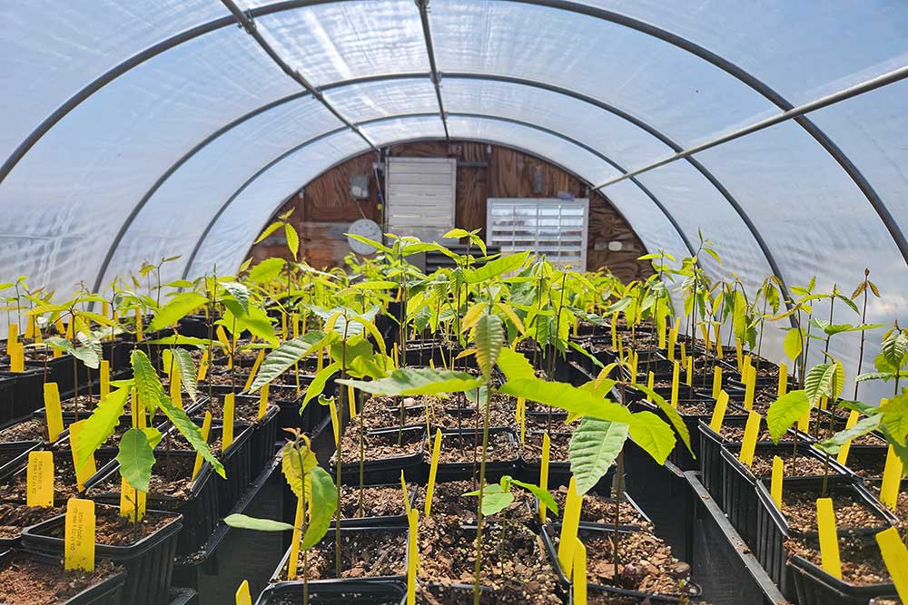 American chestnut seedlings