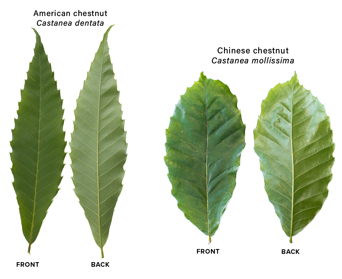 American chestnut leaves vs Chinese chestnut leaves