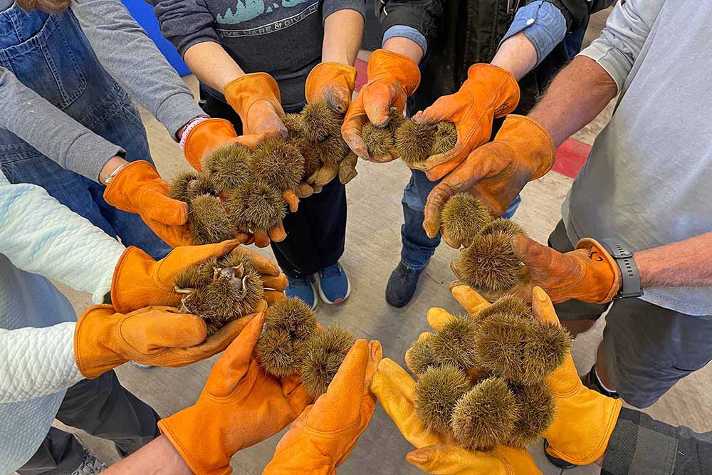 one-tree-many-hands-1000 hands of volunteers holding chestnut burs while shucking burs for breeding program at Meadowview