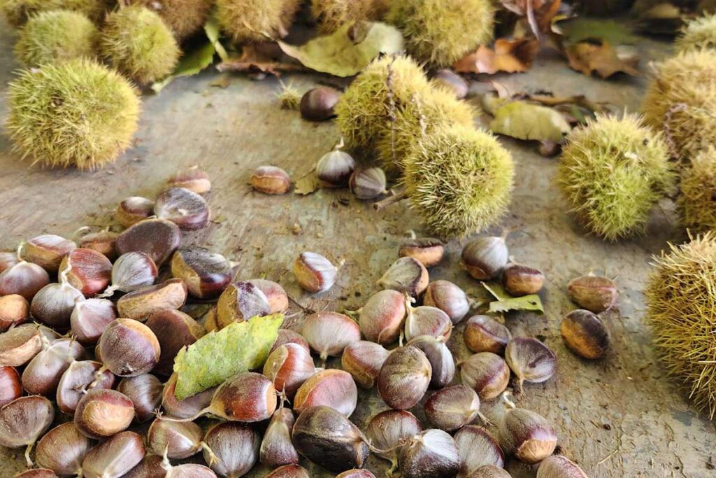 American chestnuts and burs
