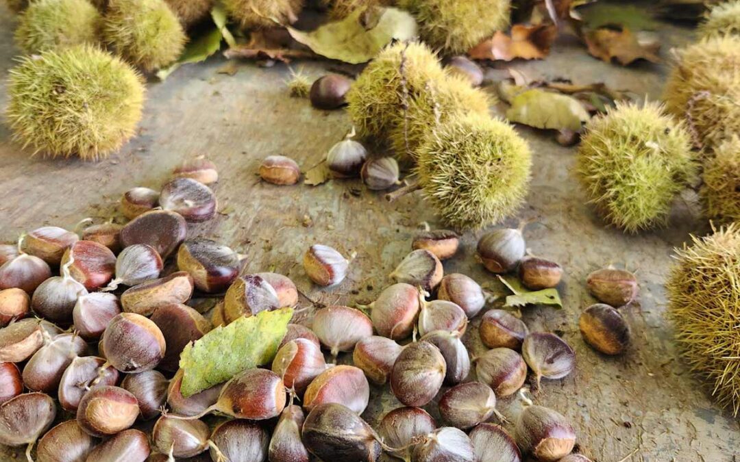 VA – Chestnut shucking party!