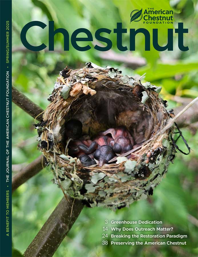 Cover of Spring/Summer issue of Chestnut magazine