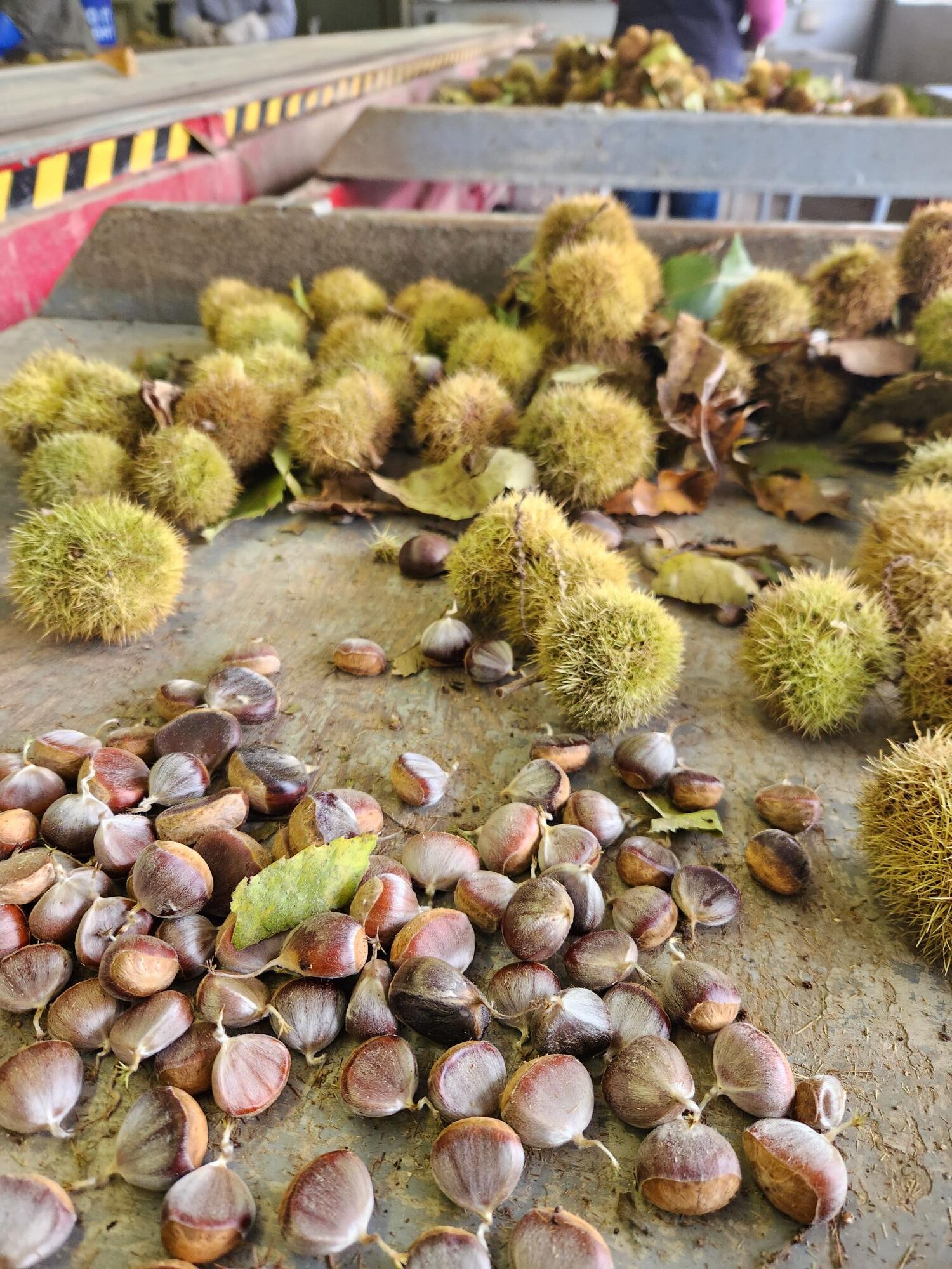 American chestnut seeds and burs