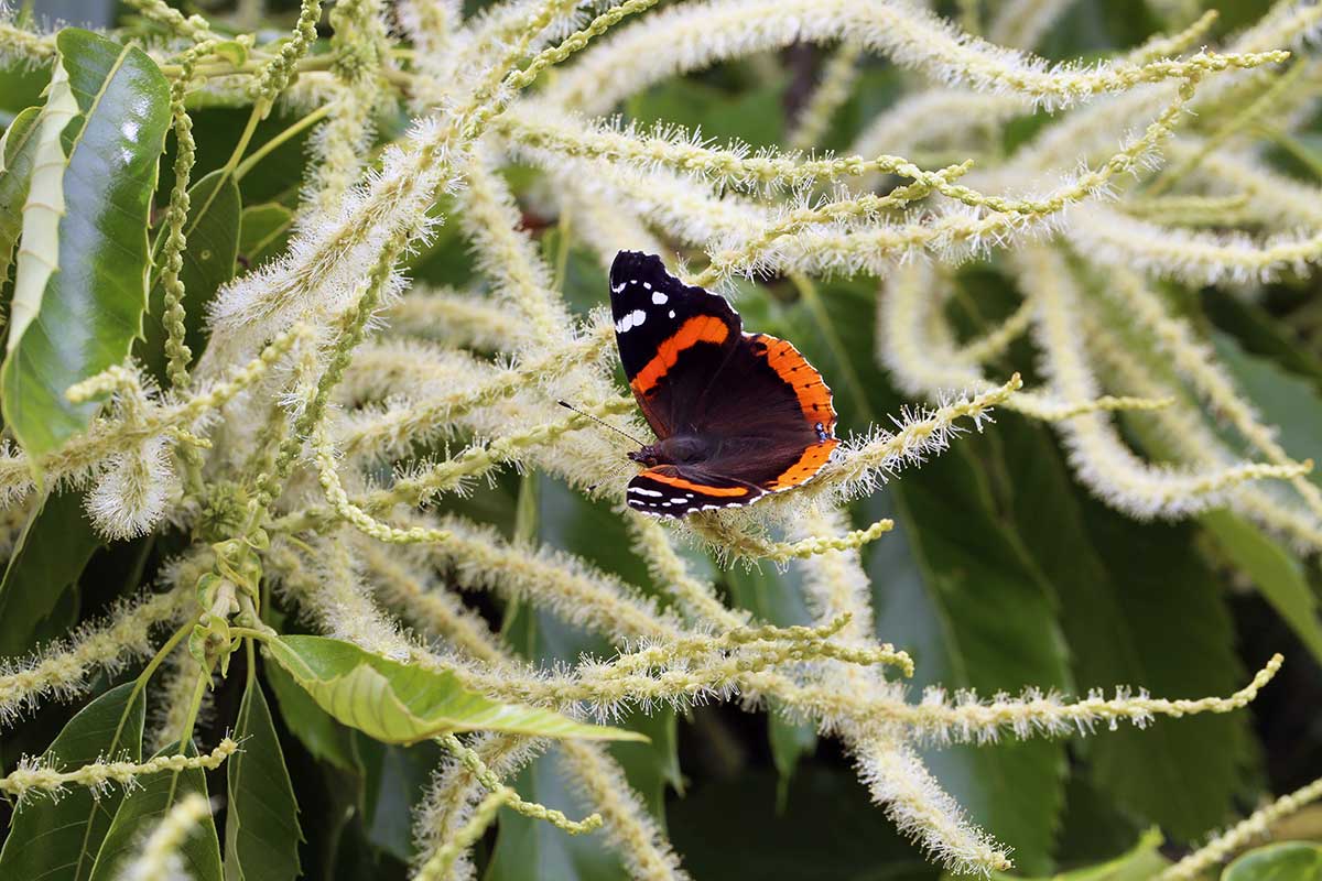 Red Admiral butterfly on chestnut catkins (flowers)