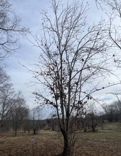 D1-3-59, 12-17-2025, Winter Form