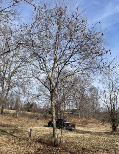 D2-19-136, 12-17-2025, Winter Form