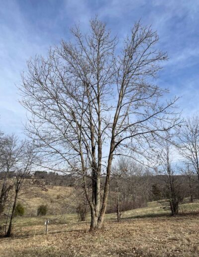 D4-14-39, 12-17-2025, Winter form