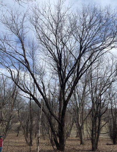 M1409, 12-17-2025, Winter form