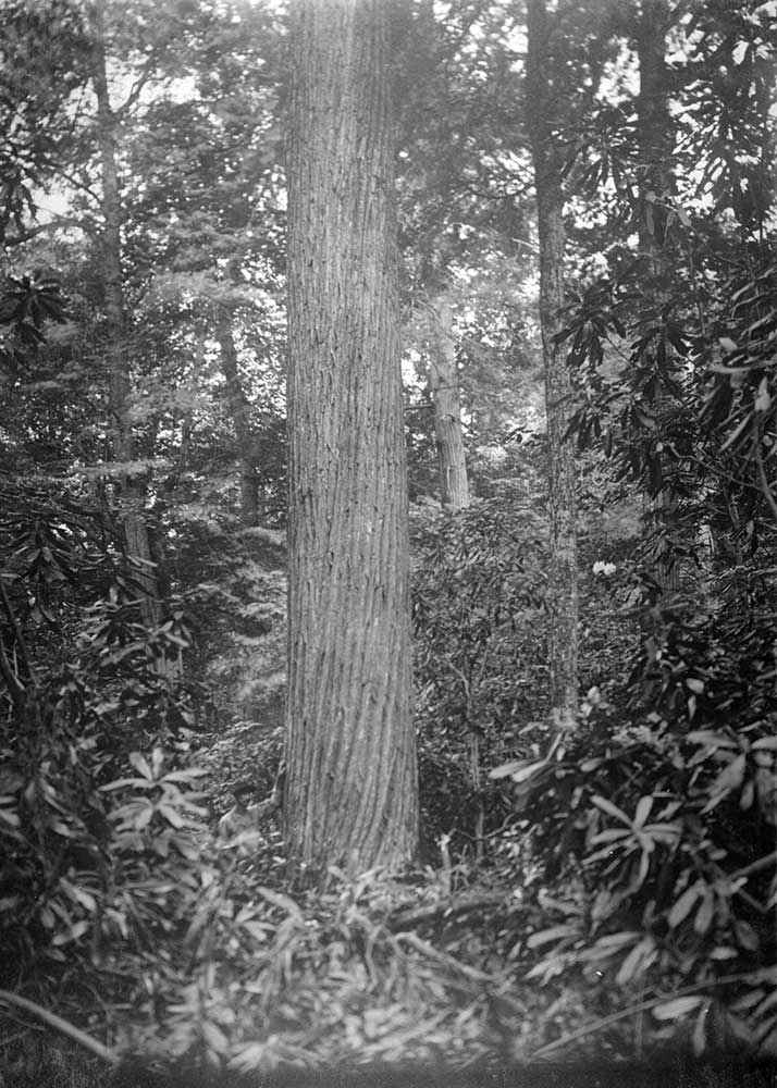 Large American chestnut., historical image. Courtesy of Open Parks Network
