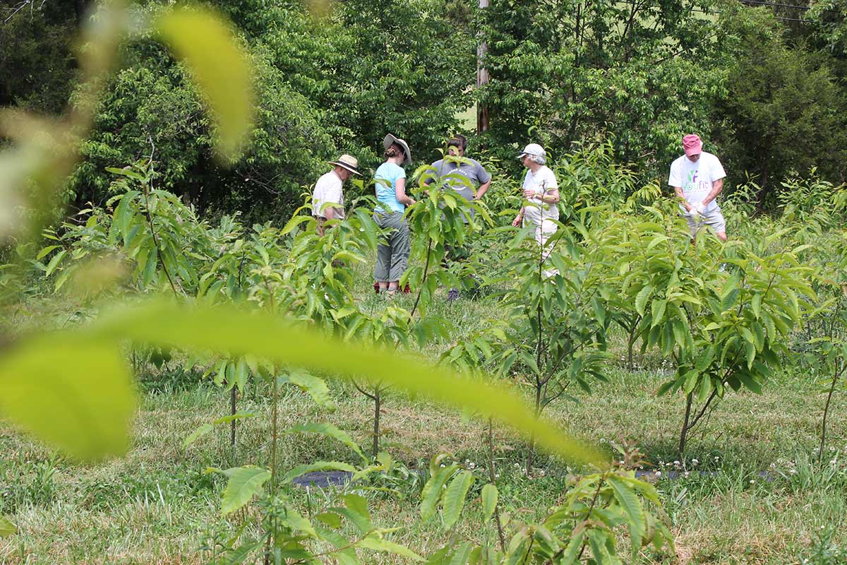 Volunteers work in orchard at TACF's Meadowview Research Farms