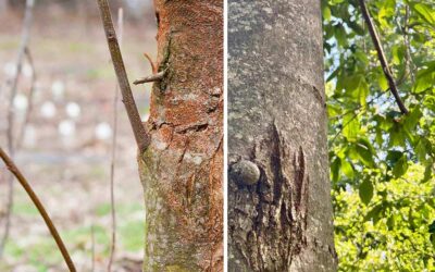 Genomics Offers a Faster Path to Restoring the American Chestnut