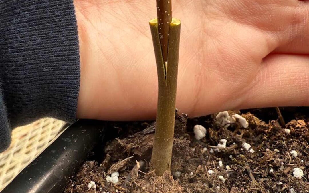 New England Grafting Workshop