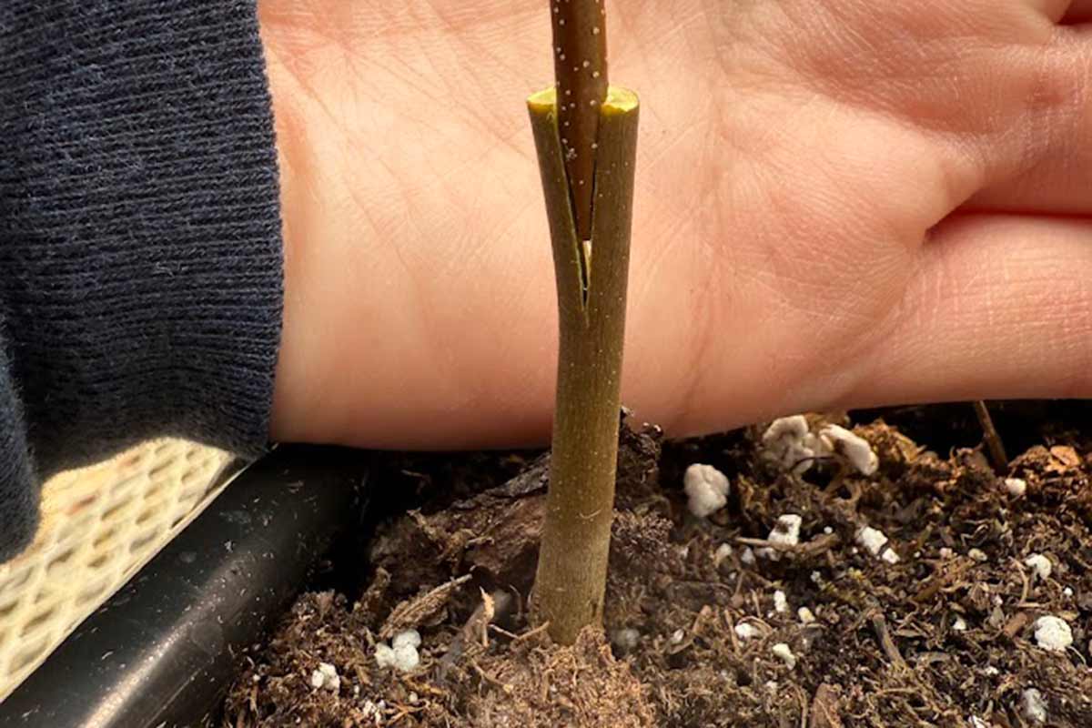 Grafting American chestnut