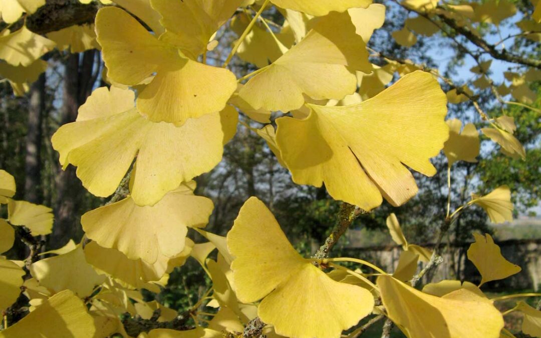 Chestnut Chat: Ginkgo, the Rescue of a Remarkable Tree