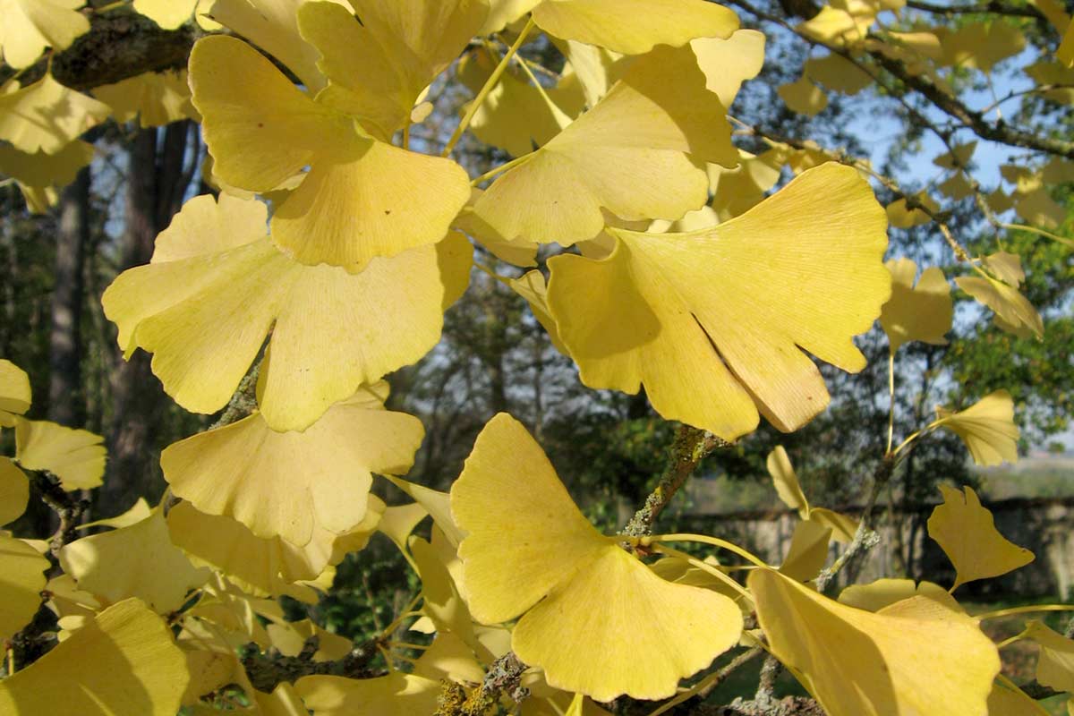 Gingko leaves