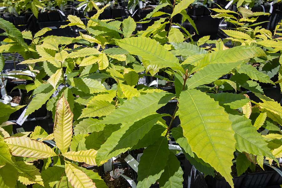 American chestnuts growing in a nursery