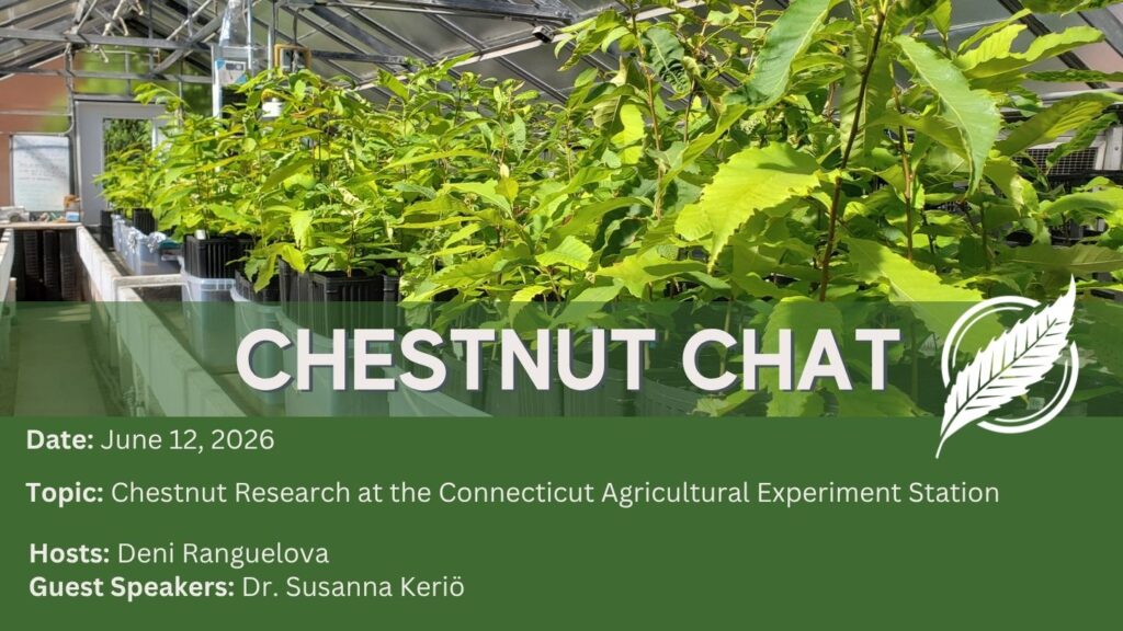 CAES chestnut chat cover image, chestnut saplings in a greenhouse