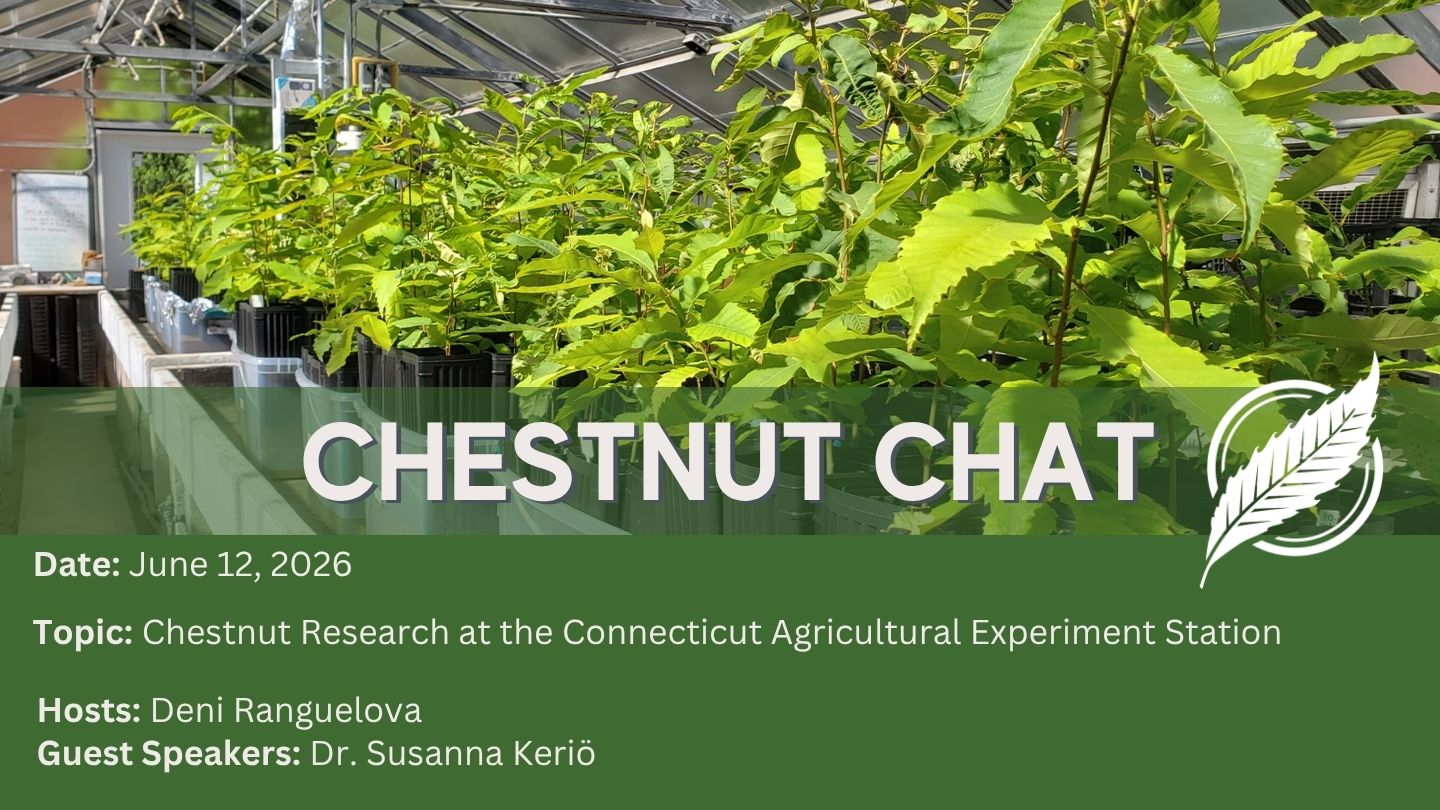 CAES chestnut chat cover image, chestnut saplings in a greenhouse