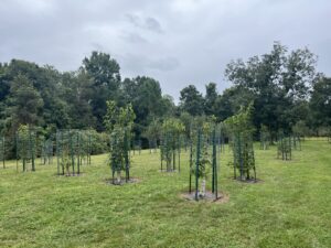 GCO Planting