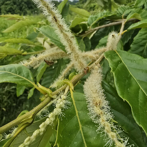 American chestnut catkins