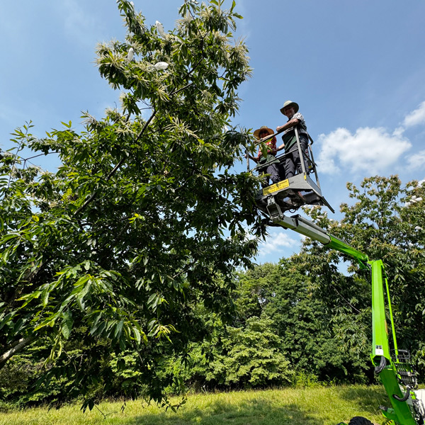 Using a lift to pollinate American chestnut trees