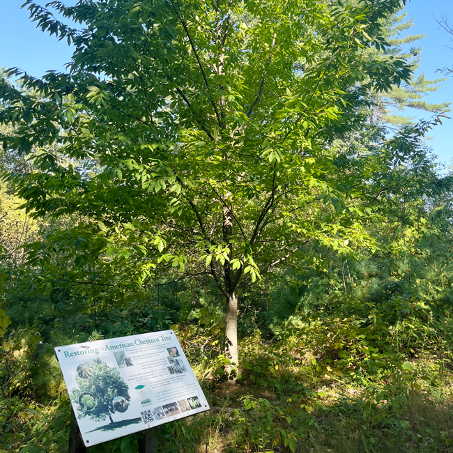 American chestnut tree at McLane Center NH Audubon